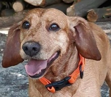 SONNY, Hund, Mischlingshund in Slowakische Republik - Bild 1