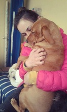 SONNY, Hund, Mischlingshund in Slowakische Republik - Bild 11
