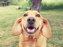 SONNY, Hund, Mischlingshund in Slowakische Republik - Bild 12
