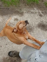 SONNY, Hund, Mischlingshund in Slowakische Republik - Bild 4