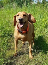 SONNY, Hund, Mischlingshund in Slowakische Republik - Bild 6