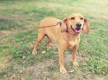 SONNY, Hund, Mischlingshund in Slowakische Republik - Bild 9