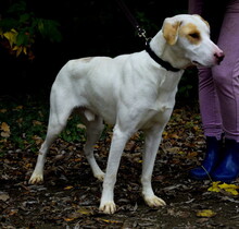 CICI, Hund, Mischlingshund in Slowakische Republik - Bild 5