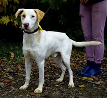 CICI, Hund, Mischlingshund in Slowakische Republik - Bild 6