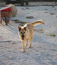 LADY, Hund, Mischlingshund in Spanien - Bild 12
