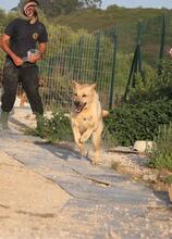 LADY, Hund, Mischlingshund in Spanien - Bild 13