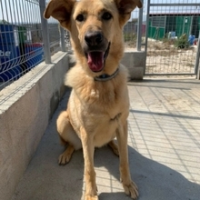 LADY, Hund, Mischlingshund in Spanien - Bild 6