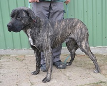MAJOR, Hund, Cane Corso in Ungarn - Bild 2