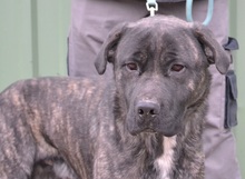MAJOR, Hund, Cane Corso in Ungarn - Bild 6