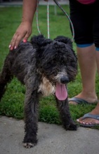 BOHOC, Hund, Puli in Ungarn - Bild 5