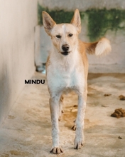 MINDO, Hund, Podenco in Portugal - Bild 1