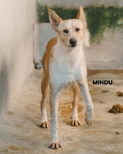 MINDO, Hund, Podenco in Portugal - Bild 2