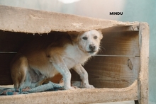 MINDO, Hund, Podenco in Portugal - Bild 3