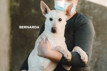 BERNARDA, Hund, Pachon Navarro in Portugal - Bild 1