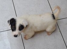 KIMI, Hund, Mischlingshund in Griechenland - Bild 2