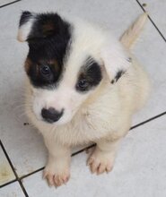 KIMI, Hund, Mischlingshund in Griechenland - Bild 3