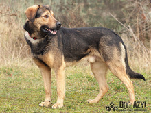 ORIN, Hund, Deutscher Schäferhund-Mix in Slowakische Republik - Bild 2