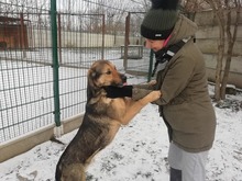ORIN, Hund, Deutscher Schäferhund-Mix in Slowakische Republik - Bild 5