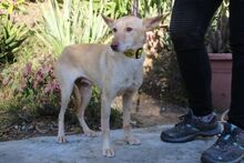 MILLIE, Hund, Podenco Andaluz in Spanien - Bild 3
