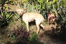 MILLIE, Hund, Podenco Andaluz in Spanien - Bild 5