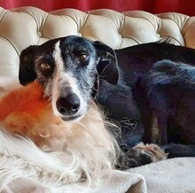 MERIT, Hund, Galgo Español in Braunlage - Bild 2