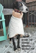 MERIT, Hund, Galgo Español in Braunlage - Bild 3