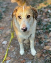 SERRANO, Hund, Herdenschutzhund in Spanien - Bild 6