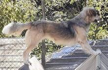 LOONY, Hund, Mischlingshund in Willich - Bild 5