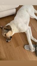 OTTO, Hund, Mischlingshund in München - Bild 10