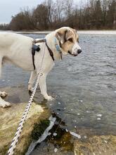 OTTO, Hund, Mischlingshund in München - Bild 16