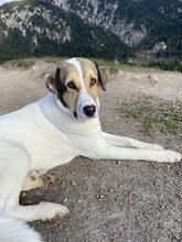 OTTO, Hund, Mischlingshund in München - Bild 3