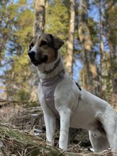 OTTO, Hund, Mischlingshund in München - Bild 5