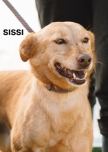 SISSI, Hund, Mischlingshund in Portugal - Bild 1