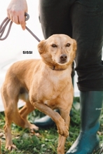 SISSI, Hund, Mischlingshund in Portugal - Bild 2