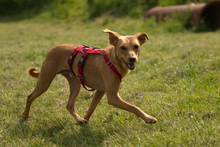 JUCA, Hund, Pinscher in Außernzell - Bild 3