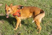 ELLI, Hund, Mischlingshund in Balve - Bild 3