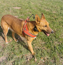 ELLI, Hund, Mischlingshund in Balve - Bild 5