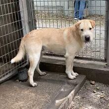 PRESTON, Hund, Mischlingshund in Ungarn - Bild 1