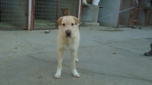 PRESTON, Hund, Mischlingshund in Ungarn - Bild 5