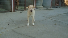 PRESTON, Hund, Mischlingshund in Ungarn - Bild 6