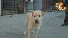 PRESTON, Hund, Mischlingshund in Ungarn - Bild 7