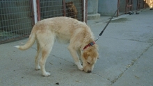 PRESTON, Hund, Mischlingshund in Ungarn - Bild 8