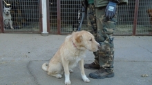 PRESTON, Hund, Mischlingshund in Ungarn - Bild 9