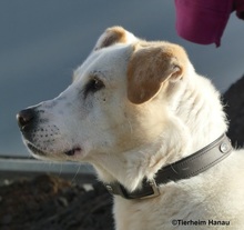BENJI, Hund, Mischlingshund in Hanau-Kesselstadt - Bild 1