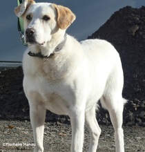 BENJI, Hund, Mischlingshund in Hanau-Kesselstadt - Bild 5