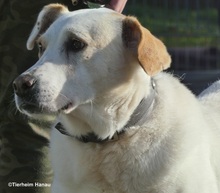 BENJI, Hund, Mischlingshund in Hanau-Kesselstadt - Bild 6