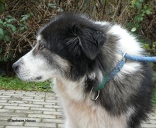 NERA, Hund, Mischlingshund in Hanau-Kesselstadt - Bild 3