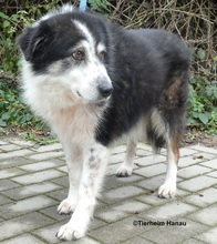 NERA, Hund, Mischlingshund in Hanau-Kesselstadt - Bild 4