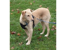 RUDI, Hund, Mischlingshund in Lotte - Bild 6