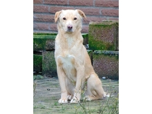 RUDI, Hund, Mischlingshund in Lotte - Bild 7